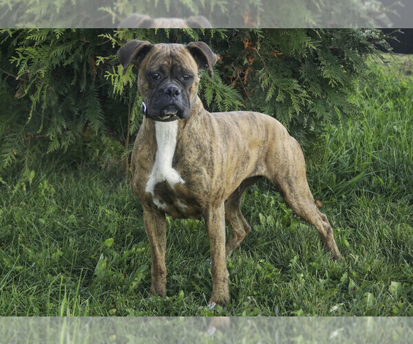 Medium Photo #1 Boxer Puppy For Sale in SHIPSHEWANA, IN, USA
