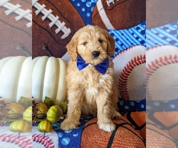 Full screen Photo #2 Goldendoodle Puppy For Sale in PEACH BOTTOM, PA, USA