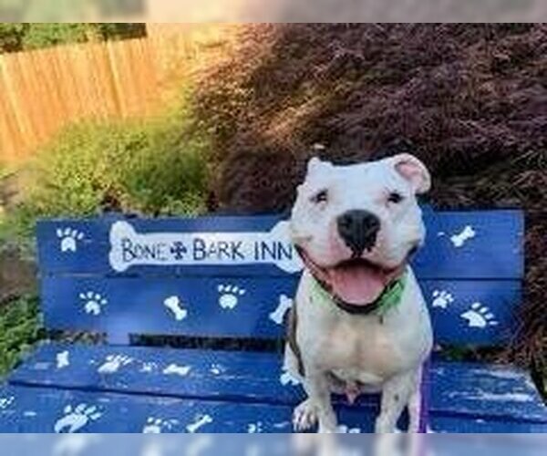 Medium Photo #3 Bullboxer Pit Puppy For Sale in Brewster, NY, USA