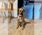 Small #2 Black Mouth Cur-Pointer Mix