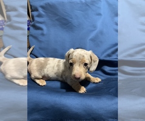 Dachshund Puppy for Sale in DALLAS, Georgia USA