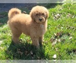 Small Photo #4 Poodle (Standard) Puppy For Sale in NAPERVILLE, IL, USA