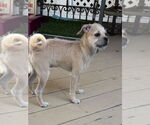 Small #5 Pug-Shih Tzu Mix