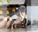 Puppy Puppy 7 Olde English Bulldogge