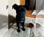 Small #1 Labrador Retriever Mix