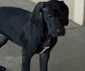 Great Dane Dog for Adoption in TEHACHAPI, California USA