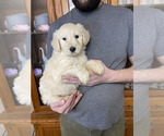 Small #4 Goldendoodle