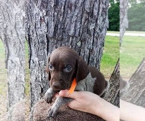 German Shorthaired Pointer Puppy for sale in ROBBINS, TN, USA
