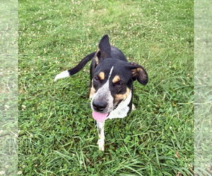 Mutt Dogs for adoption in Unionville, PA, USA