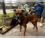 Small #3 Boxer