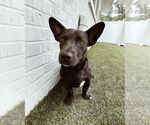 Small #2 Pembroke Welsh Corgi Mix
