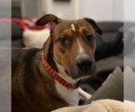 Small #13 American Pit Bull Terrier Mix