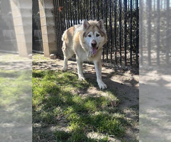 Medium Photo #1 Alaskan Malamute Puppy For Sale in Riverside, CA, USA