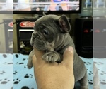Small Photo #10 French Bulldog Puppy For Sale in TRENTON, TX, USA