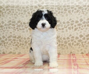 Great Pyredane Puppy for sale in DENVER, PA, USA