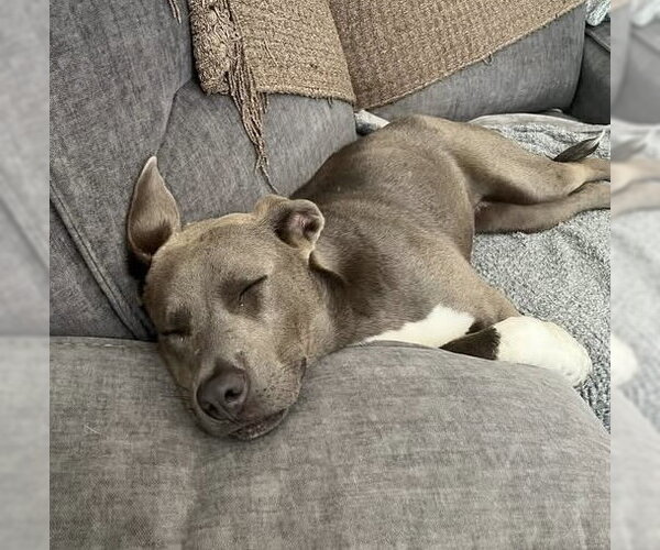 Medium Photo #4 American Pit Bull Terrier-Unknown Mix Puppy For Sale in Germantown, OH, USA