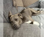Small #3 American Pit Bull Terrier Mix
