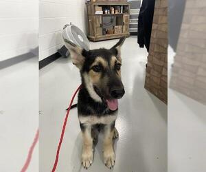 German Shepherd Dog-Unknown Mix Dogs for adoption in Temple, TX, USA