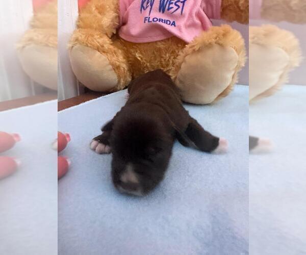 Medium Photo #2 Schnauzer (Miniature) Puppy For Sale in LEHIGH ACRES, FL, USA