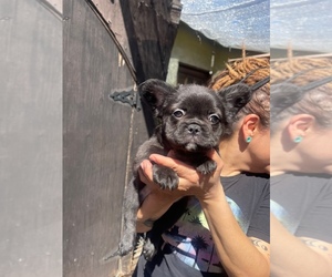 French Bulldog Puppy for sale in LOS ANGELES, CA, USA