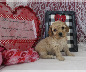 Poodle (Toy) Puppy for sale in CHANUTE, KS, USA