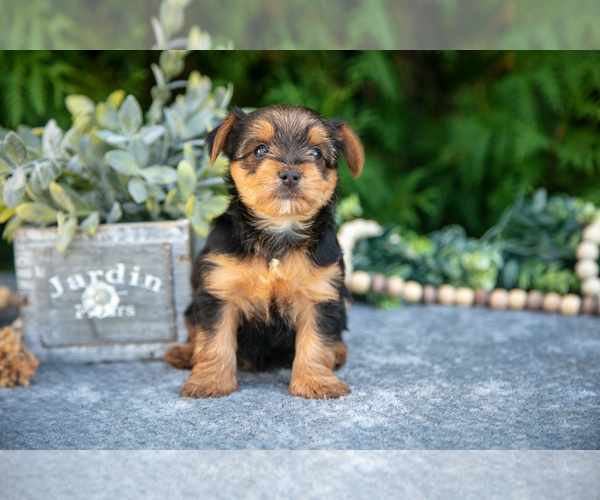 Medium Photo #8 Yorkshire Terrier Puppy For Sale in KIRKWOOD, PA, USA