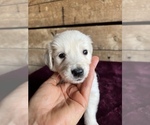 Small Photo #15 English Cream Golden Retriever Puppy For Sale in FREDERICK, MD, USA