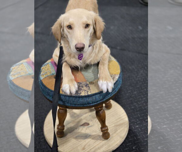 Medium Photo #3 Golden Labrador Puppy For Sale in Minneapolis, MN, USA