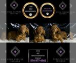Small Photo #2 Dachshund Puppy For Sale in WARSAW, IN, USA