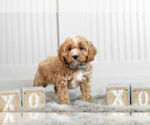 Small #2 Cavapoo