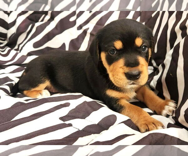 Medium Photo #3 Beagle-Unknown Mix Puppy For Sale in Dunnellon, FL, USA