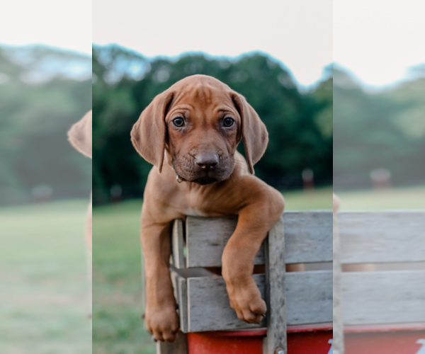 Medium Photo #1 Rhodesian Ridgeback Puppy For Sale in SCRANTON, AR, USA