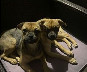 Chug Dogs for adoption in SAN DIEGO, CA, USA