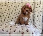 Small Photo #19 Cavapoo Puppy For Sale in LAKELAND, FL, USA