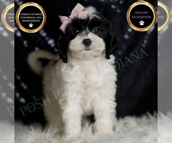 Medium Photo #1 Cavapoo Puppy For Sale in WARSAW, IN, USA