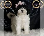 Puppy Mindy Cavapoo