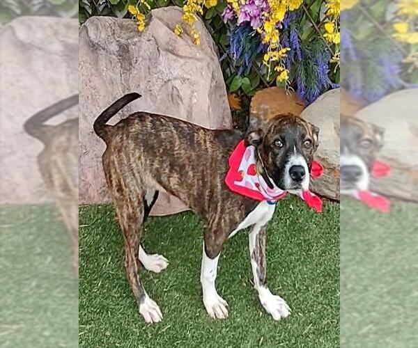 Medium Photo #1 Mutt Puppy For Sale in Oklahoma City, OK, USA