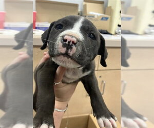 American Pit Bull Terrier Dogs for adoption in Corpus Christi, TX, USA