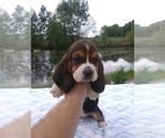 Puppy 3 Basset Hound
