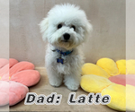 Puppy Mom and Dad Bichon Frise