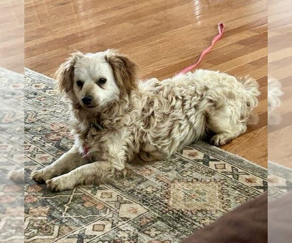 Medium Photo #1 Chi-Poo (Miniature) Puppy For Sale in Spring Lake, NC, USA