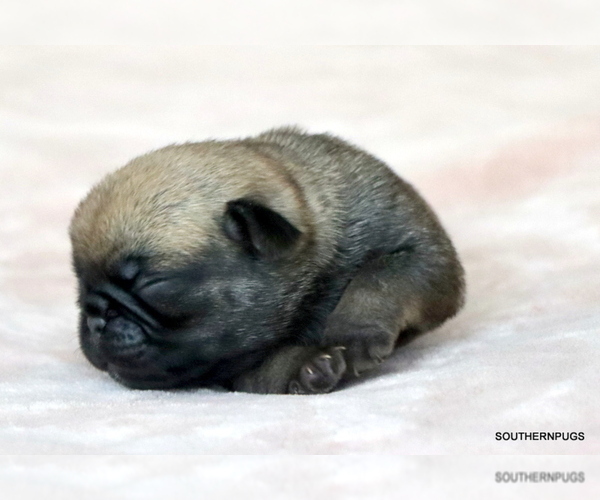 Medium Photo #4 Pug Puppy For Sale in WINNSBORO, TX, USA