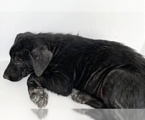 Medium Photo #1 Labrador Retriever-Unknown Mix Puppy For Sale in Houston, TX, USA