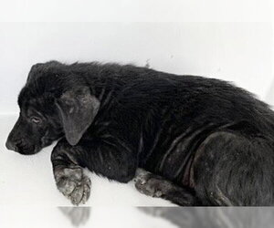 Labrador Retriever-Unknown Mix Dogs for adoption in Houston, TX, USA