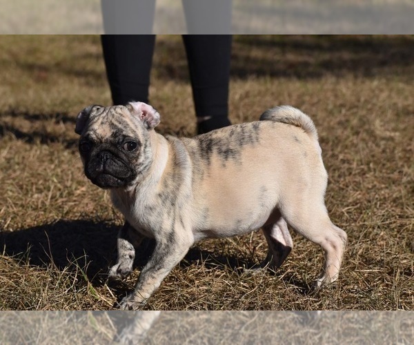 Medium Photo #7 Pug Puppy For Sale in PALM COAST, FL, USA