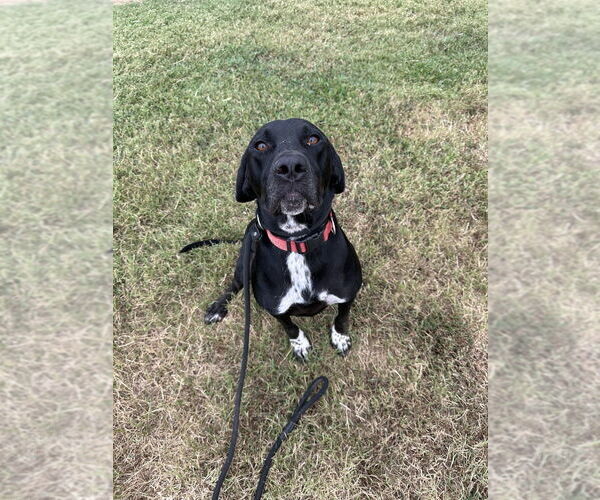 Medium Photo #4 Retriever -Unknown Mix Puppy For Sale in Evansville, IN, USA