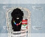 Small Photo #10 Poodle (Toy) Puppy For Sale in SANGER, TX, USA