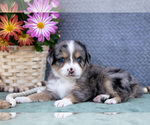 Puppy Candy Miniature Australian Shepherd