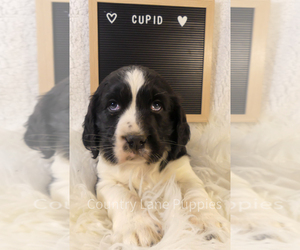 English Springer Spaniel Puppy for sale in FAIRBANK, IA, USA