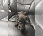 Small Labrador Retriever Mix